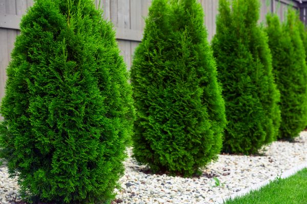 Arborvitae Planting in Lake Placid