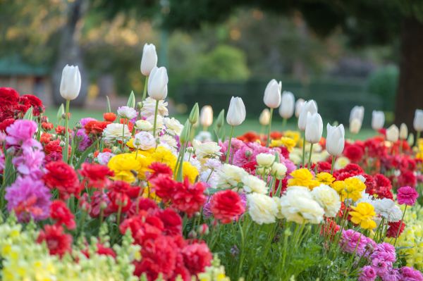 Gardening Service in Lake Placid