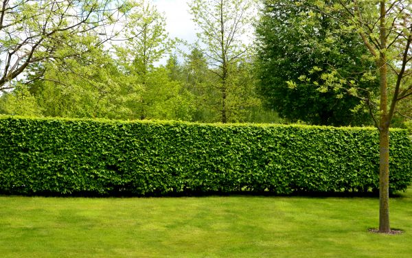 Hedge Planting in Lake Placid