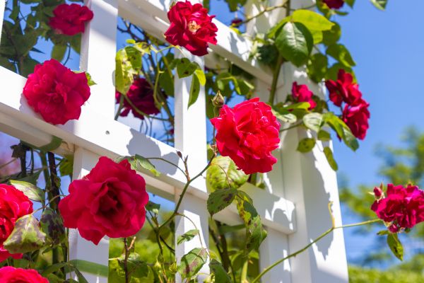 Home Gardening Service in Lake Placid