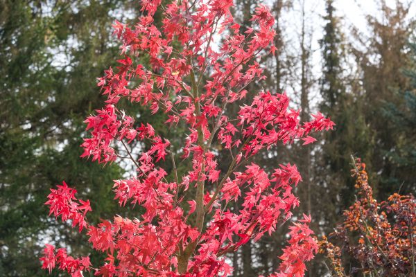 Japanese Maple Planting in Lake Placid