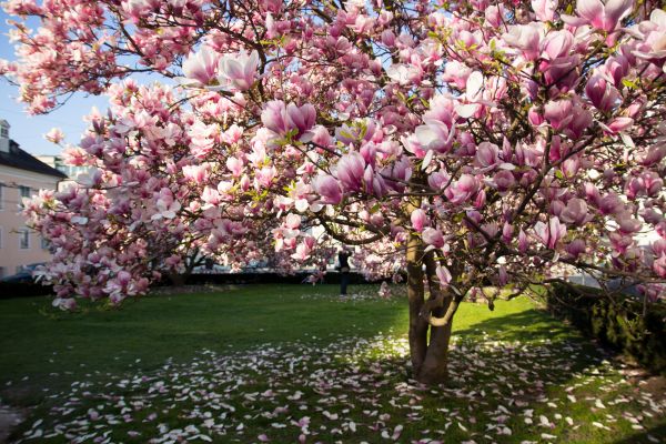 Magnolia Tree Planting in Lake Placid