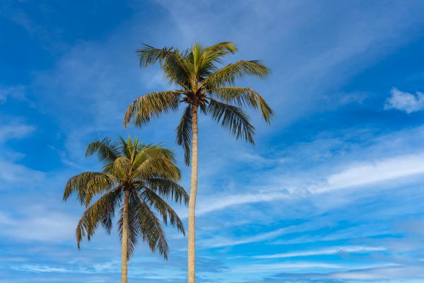 Palm Tree Planting in Lake Placid