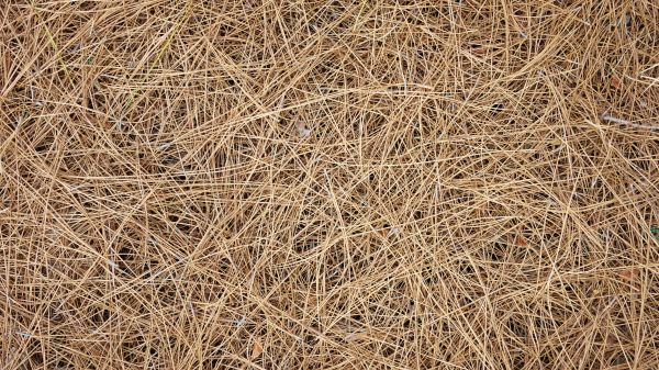 Pine Needles Delivery in Lake Placid