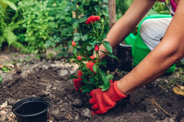 Planting Service in Lake Placid