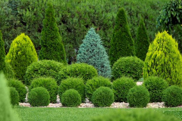 Shrub Installation in Lake Placid