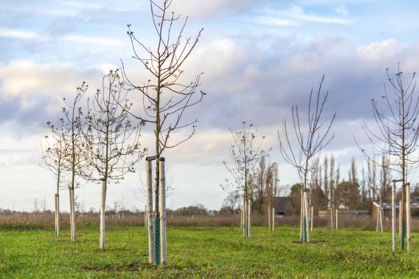Tree Installation Service in Lake Placid