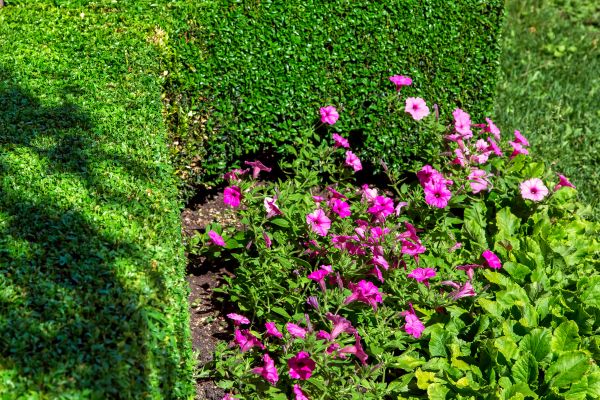 Softscaping Service in Lake Placid