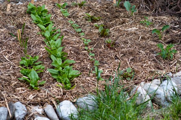 Mulch Service in Lake Placid