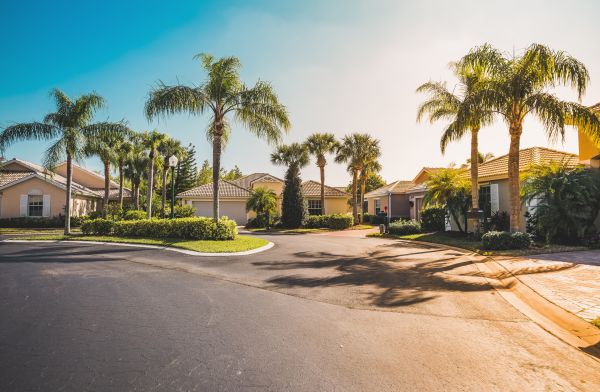 Palm Tree Landscaping in Lake Placid