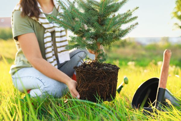Spruce Tree Planting in Lake Placid