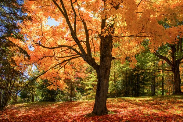Maple Tree Planting in Lake Placid