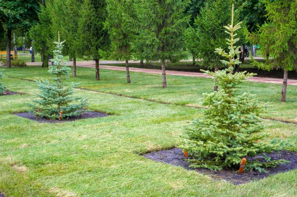 Privacy Trees Planting in Lake Placid