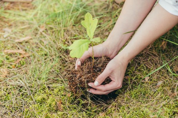 Oak Tree Planting in Lake Placid