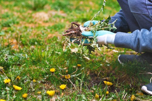 Flower Bed Clearing in Lake Placid