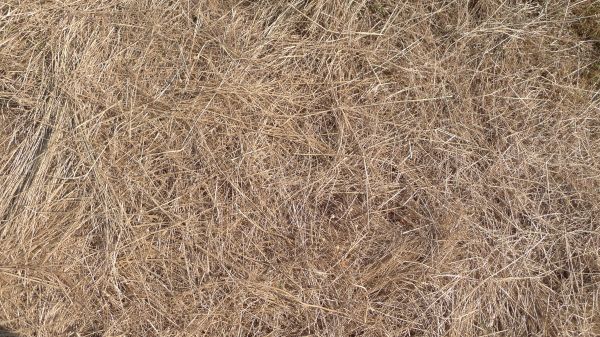 Pine Straw Replacement in Lake Placid