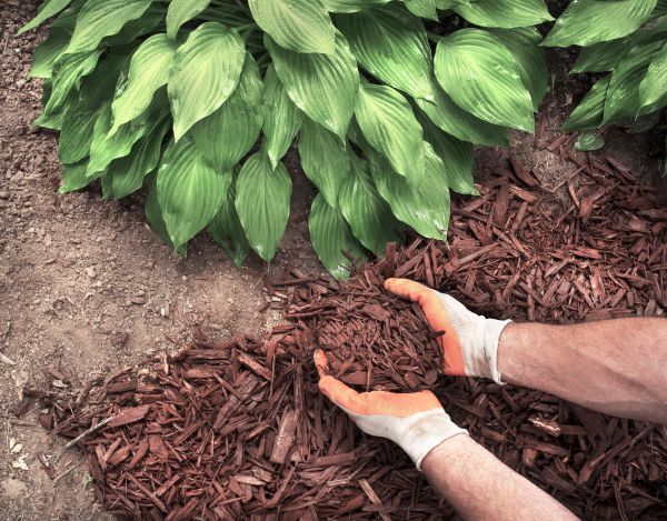 Bark Spreading in Lake Placid
