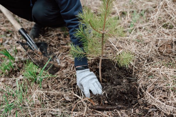 Pine Tree Planting in Lake Placid