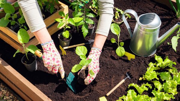 Garden Bed Installation in Lake Placid