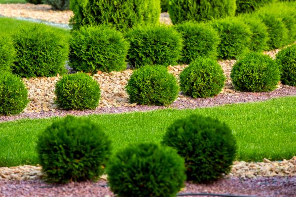 Bush Replacement in Lake Placid