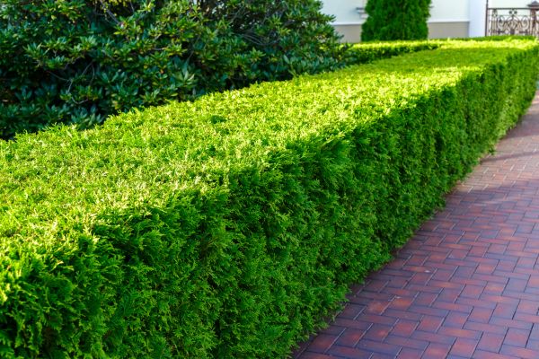 Hedge Installation in Lake Placid