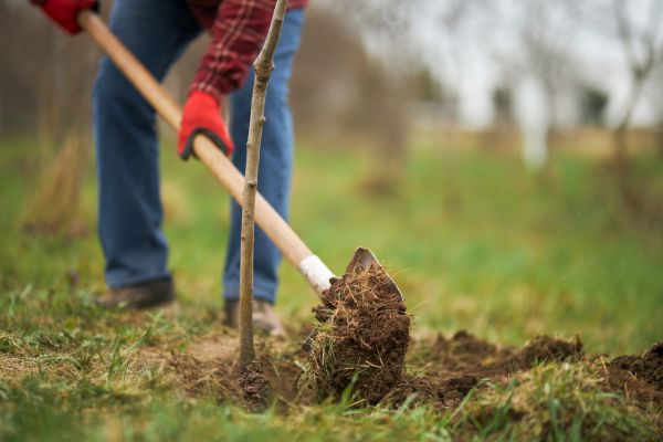 Trees Planting in Lake Placid