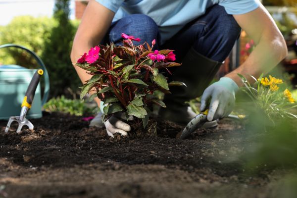 Plant Replacement in Lake Placid