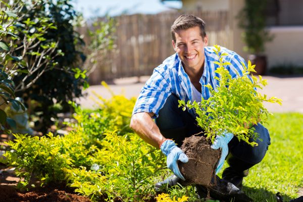 Shrub Landscaping in Lake Placid