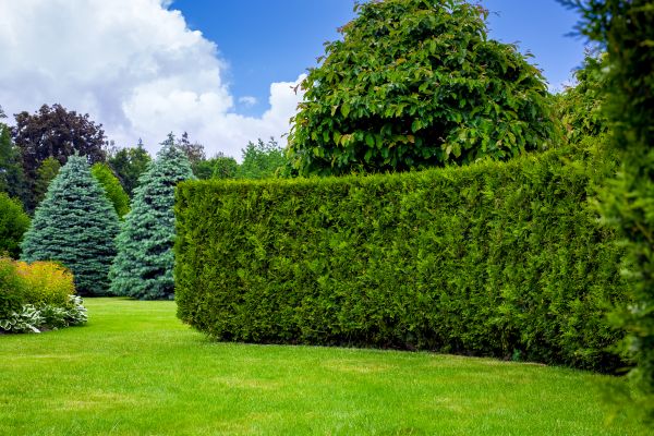 Hedge Landscaping in Lake Placid