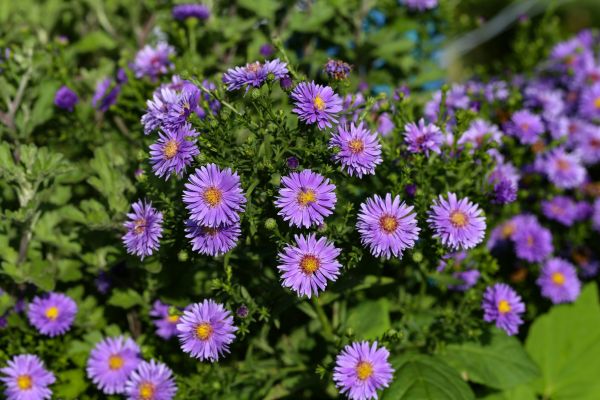 Perennial Flower Planting in Lake Placid