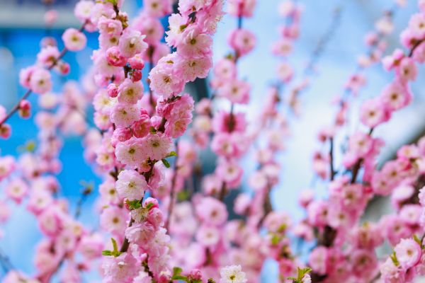 Japanese Cherry Tree Planting in Lake Placid
