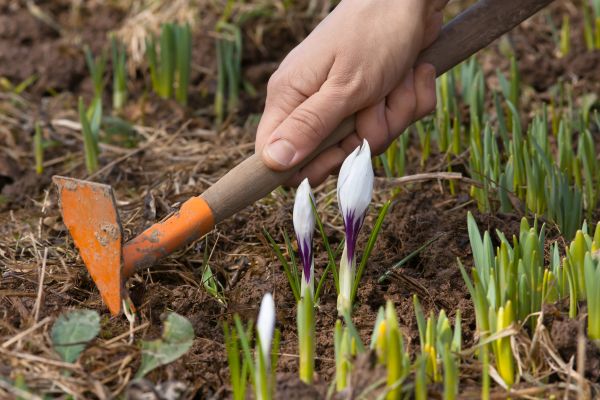 Flower Garden Weeding in Lake Placid