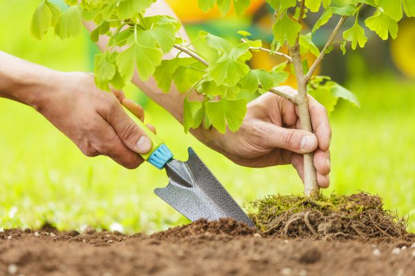 Fruit Tree Planting in Lake Placid