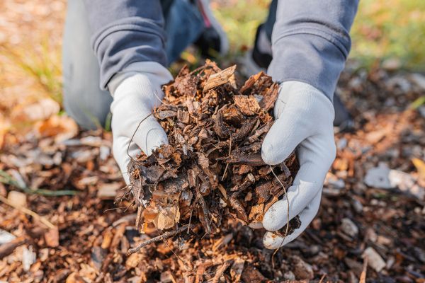 Shredded Mulch Installation in Lake Placid