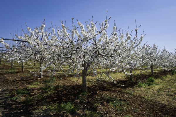 Orchard Planting in Lake Placid