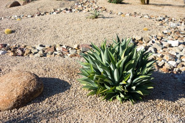Xeriscaping Service in Lake Placid