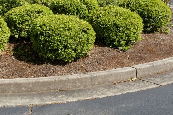 Pine Mulch Installation in Lake Placid