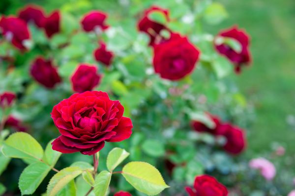 Rose Planting in Lake Placid