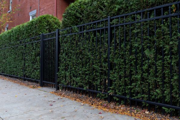 Privacy Hedge Installation in Lake Placid
