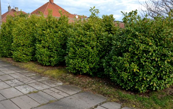 Privacy Shrub Installation in Lake Placid