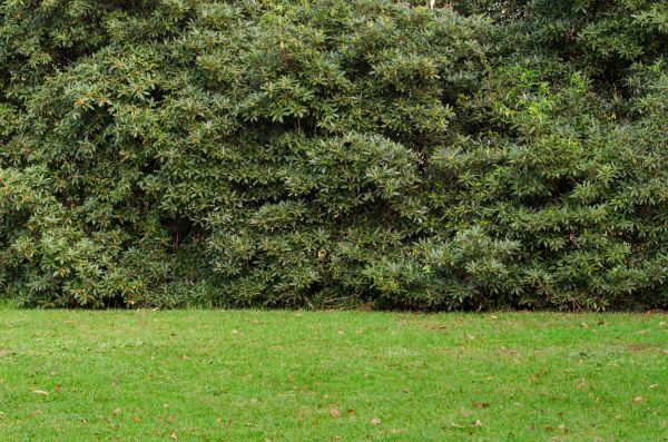 Privacy Hedge Planting in Lake Placid