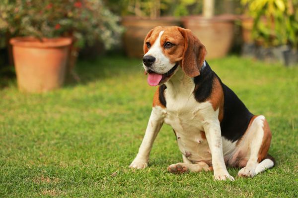 Dog Friendly Landscaping in Lake Placid