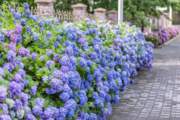 Hydrangea Landscaping in Lake Placid