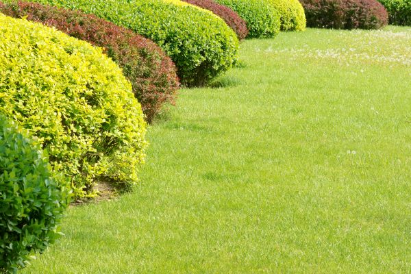 Shrubbery Planting in Lake Placid