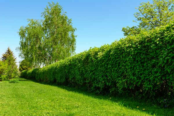 Hedge Replacement in Lake Placid