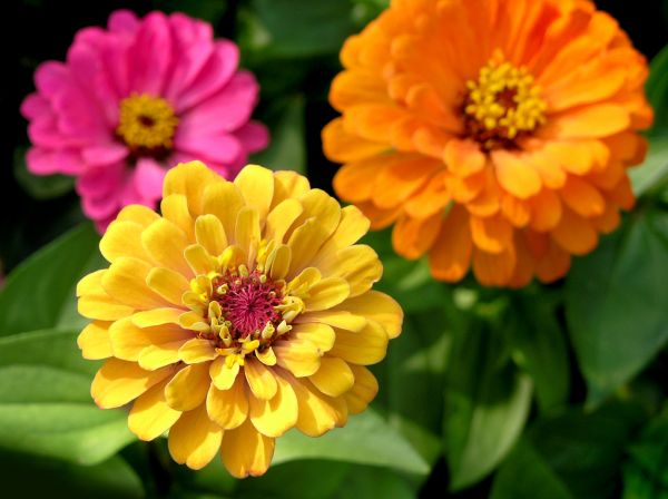 Zinnia Planting in Lake Placid