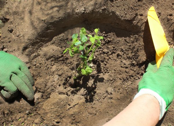 Rose Bush Planting in Lake Placid