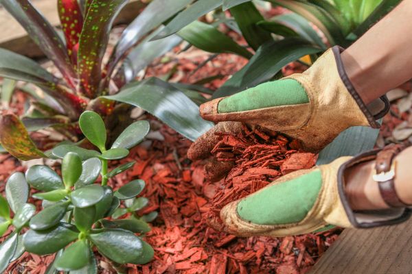 Residential Mulching in Lake Placid
