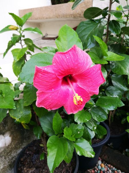 Hibiscus Planting in Lake Placid