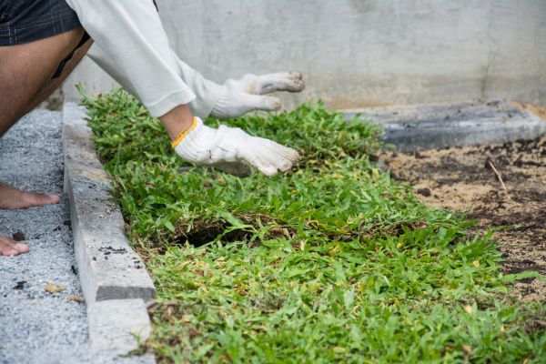 Ground Cover Planting in Lake Placid